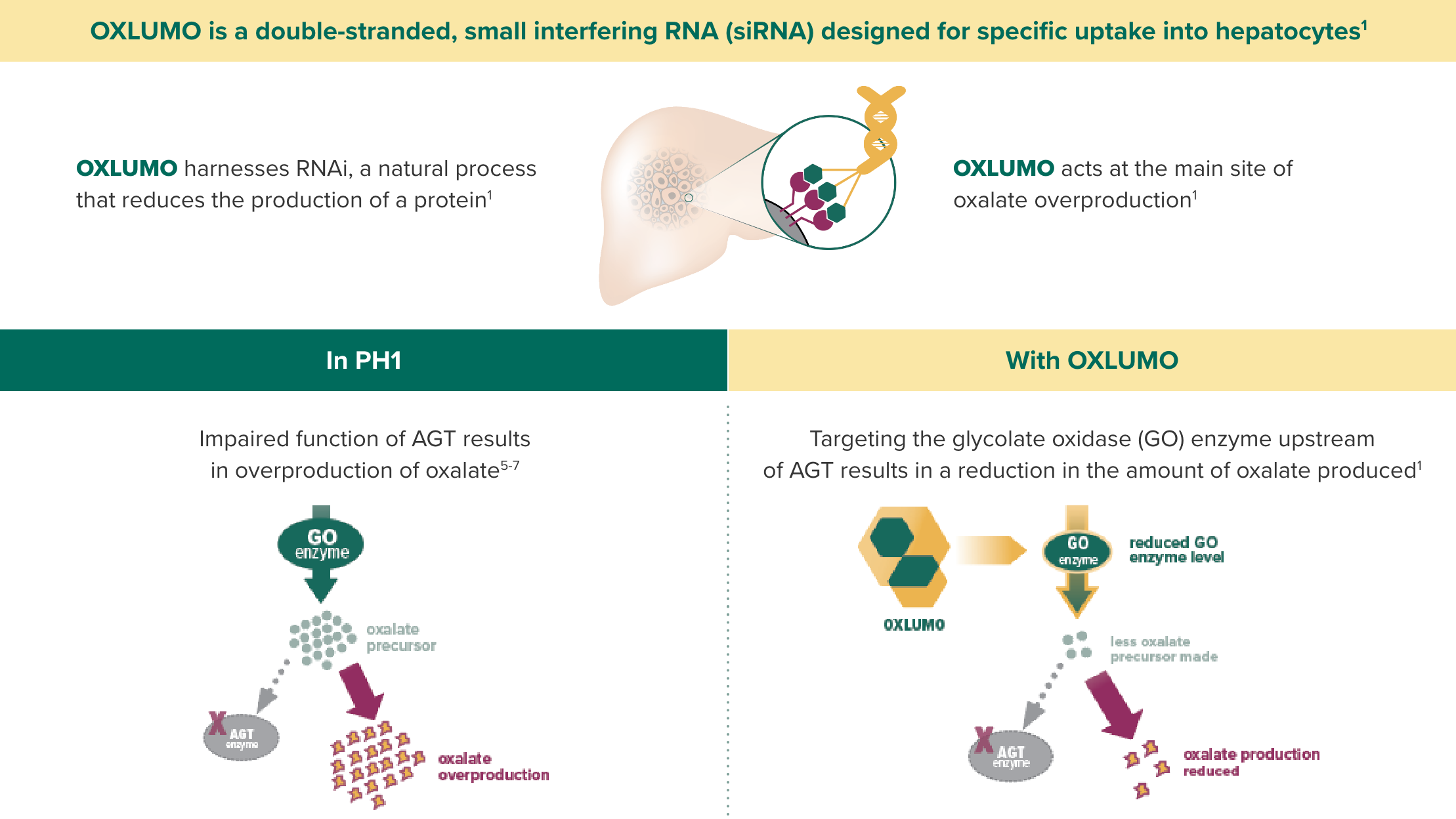 OXLUMO is an RNA interference (RNAi) therapeutic targeted to the liver